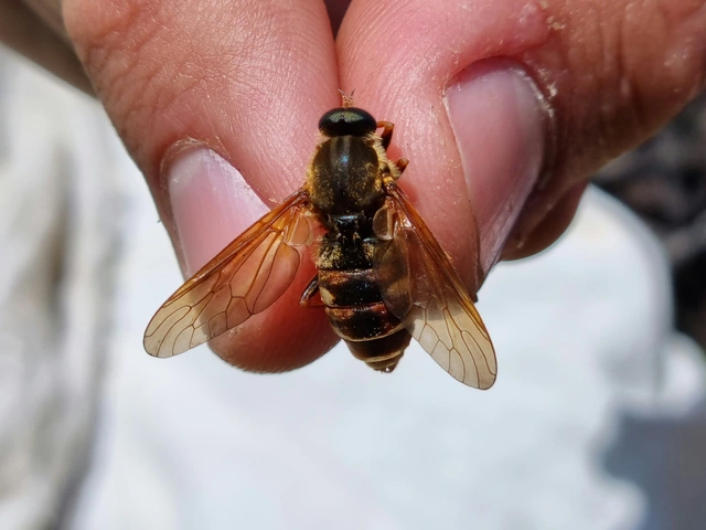 Coenomyia ferruginea - szagos légy