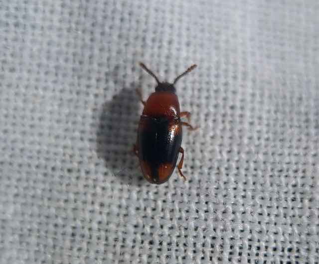 Combocerus glaber - földi tarbogár