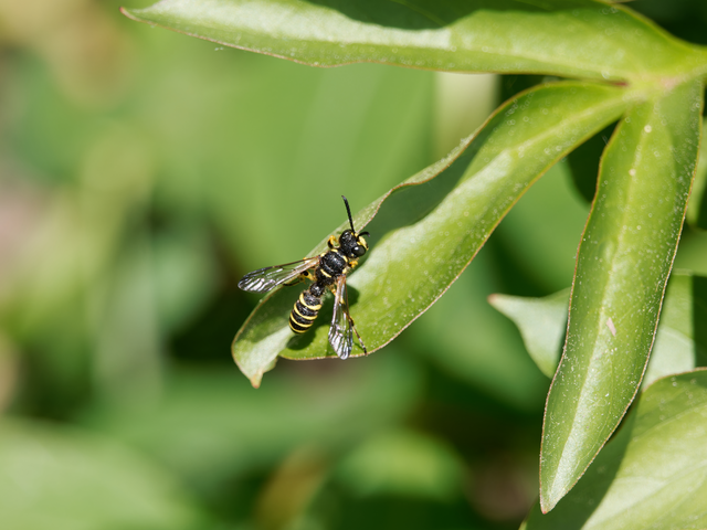 Crabronidae - szitásdarazsak