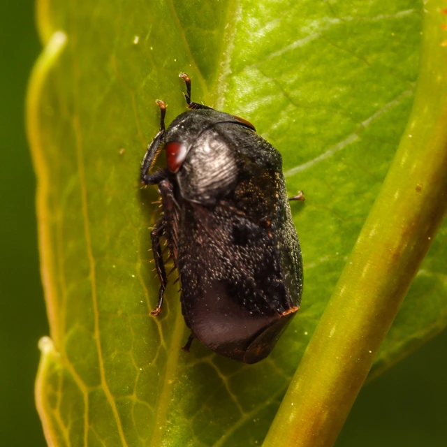 Penthimia nigra - fekete kabóca