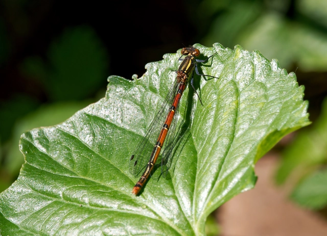 Pyrrhosoma nymphula interposita - vörös légivadász