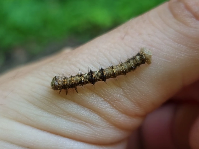 Apocheima pilosaria - zöldes tavasziaraszoló