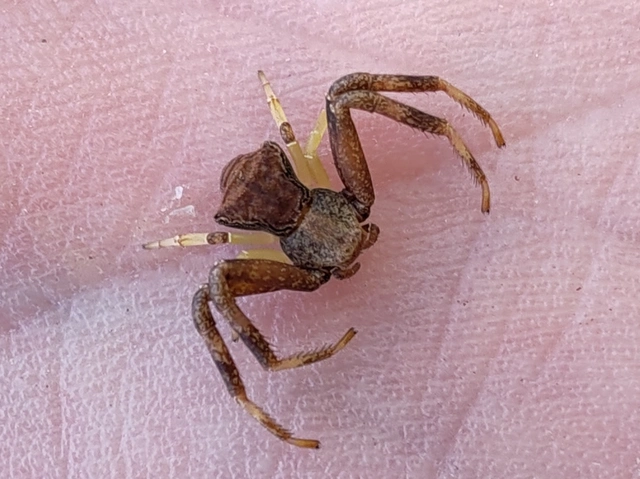 Pistius truncatus - csonka karolópók