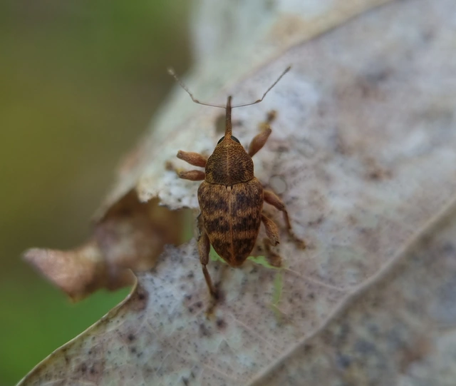Curculio venosus - tarajos zsuzsóka