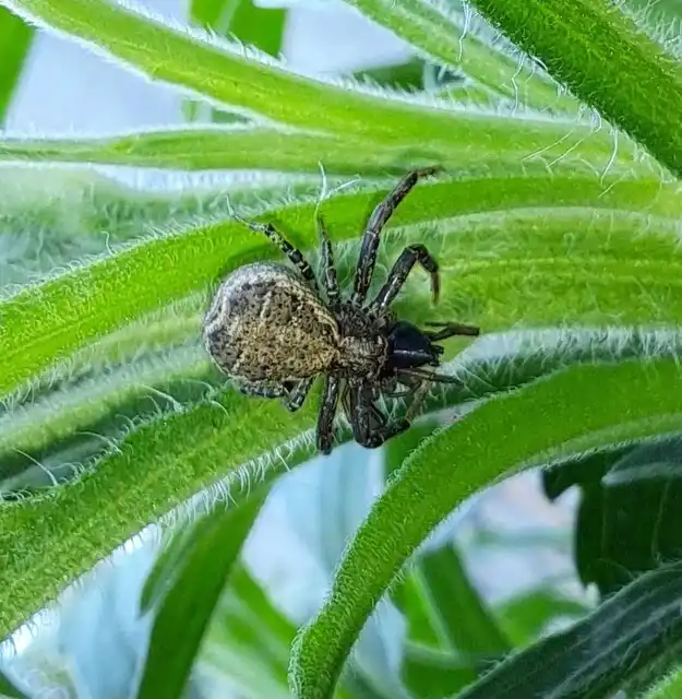 Xysticus