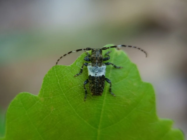 Pogonocherus hispidulus - négytövises ecsetcincér