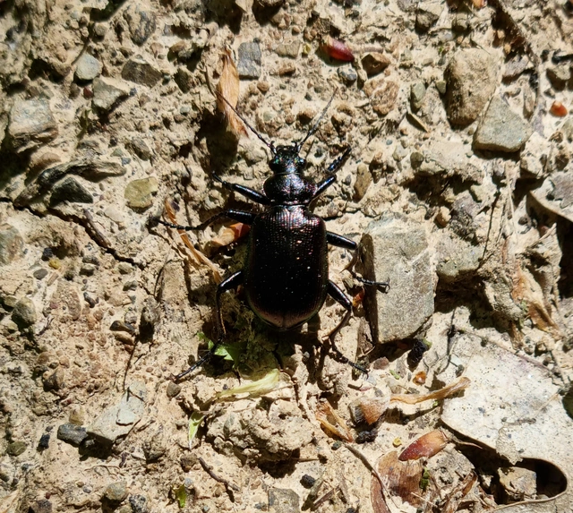 Calosoma inquisitor - kis bábrabló