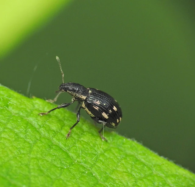 Polydrusus picus - pikkelyfoltos lombormányos