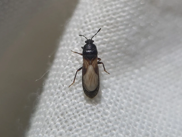Dimorphopterus spinolae - közönséges karcsúbodobács