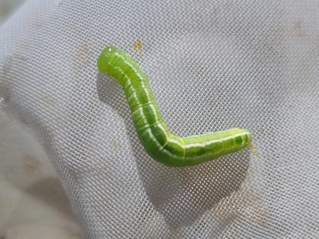 Ptilophora plumigera - tollas púposszövő