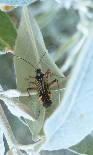 Miris striatus - sávos mezeipoloska