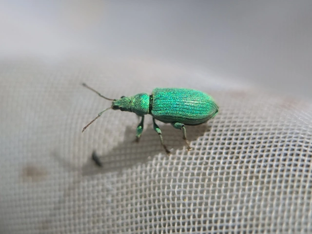 Phyllobius maculicornis - galagonya-levélormányos