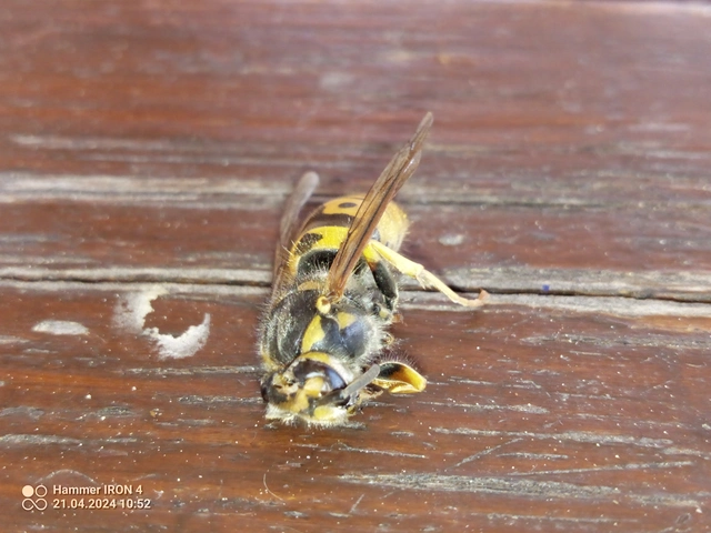 Vespula