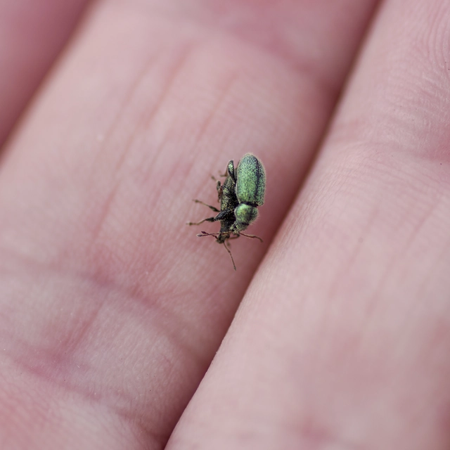 Phyllobius betulinus - változékony levélormányos