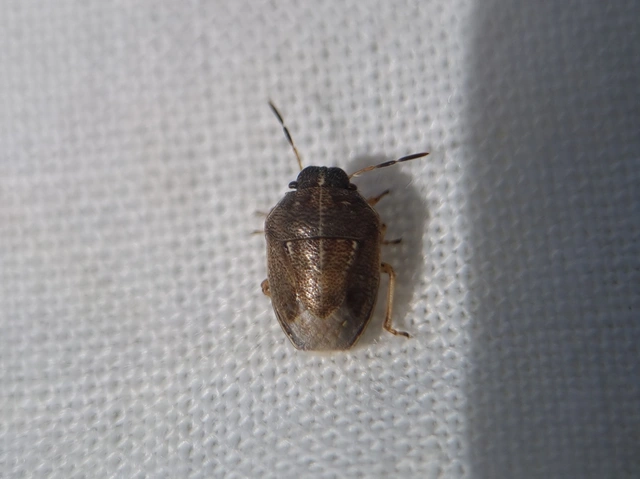 Neottiglossa Neottiglossa