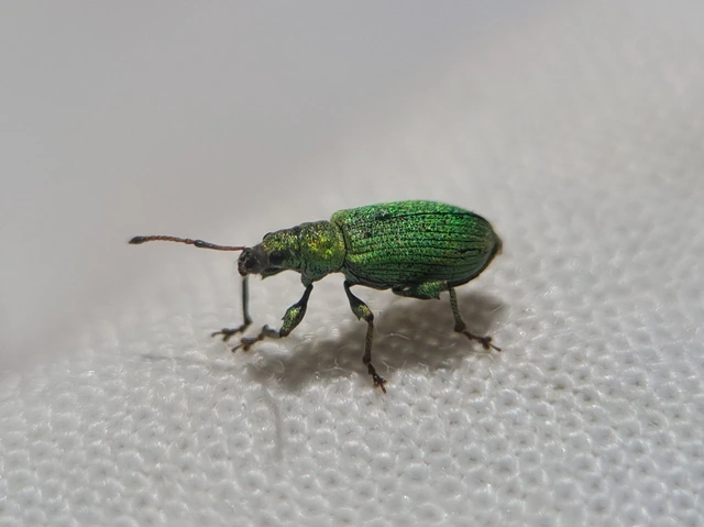 Phyllobius maculicornis - galagonya-levélormányos