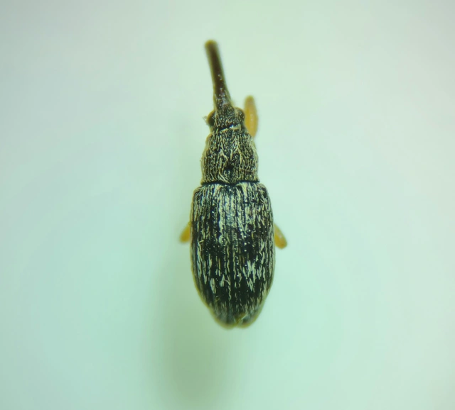 Taeniapion urticarium - csalán-cickányormányos