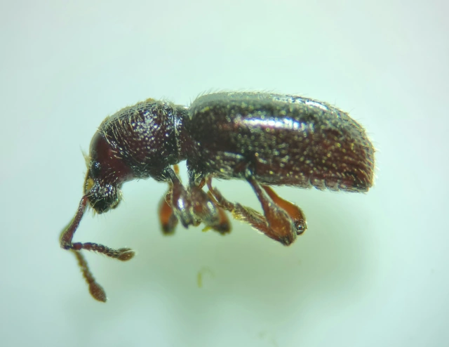 Stomodes gyrosicollis - gyökérlakó ormányos