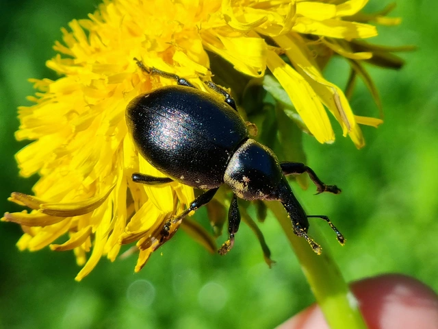 Liparus coronatus - kis turbolyaormányos