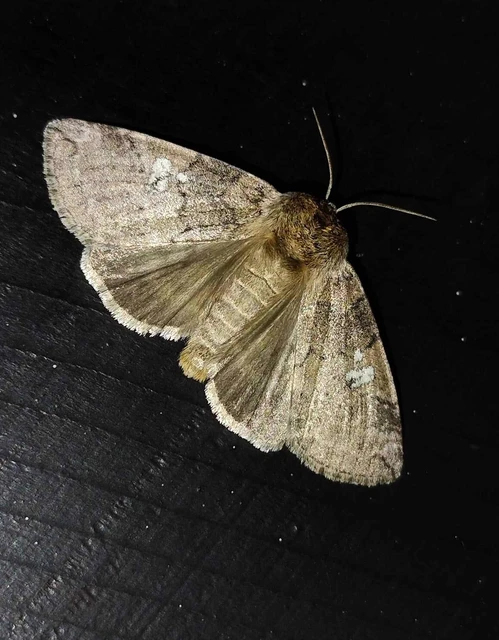 Tethea or - bélyeges pihésszövő