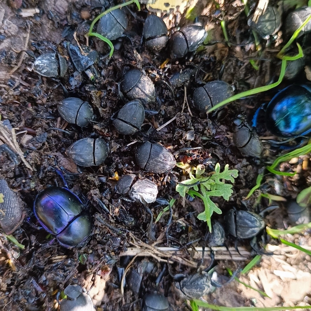 Trypocopris vernalis - tavaszi álganéjtúró