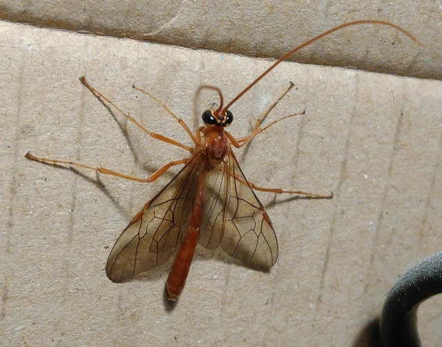 Ophion