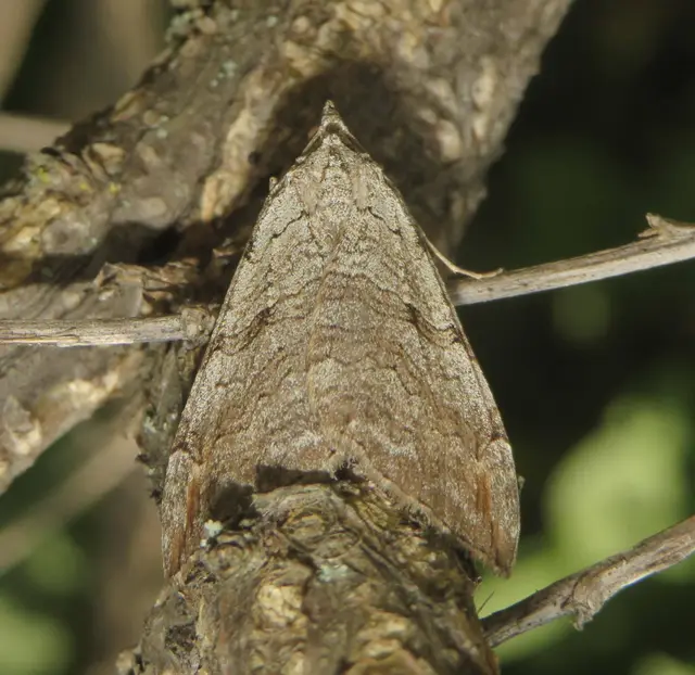 Aplocera efformata/plagiata