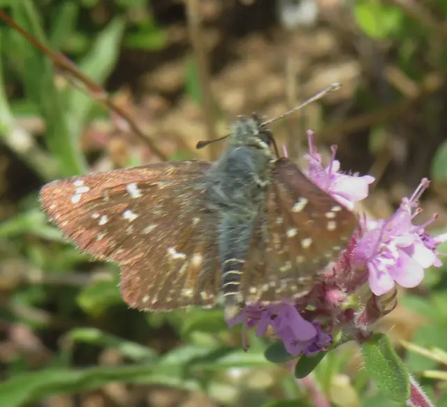 Spialia orbifer - törpe busalepke