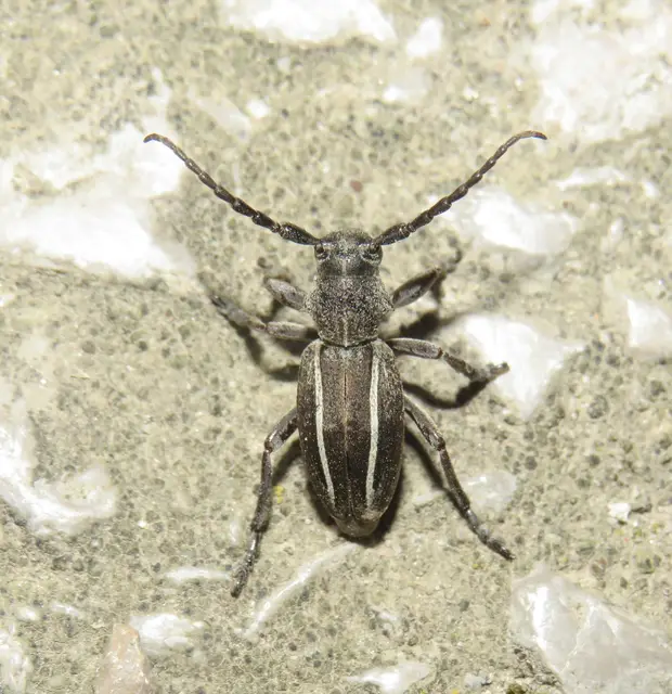 Neodorcadion bilineatum - kétsávos földicincér