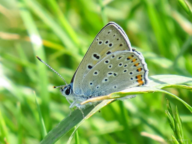 Lycaena alciphron - ibolyás tűzlepke