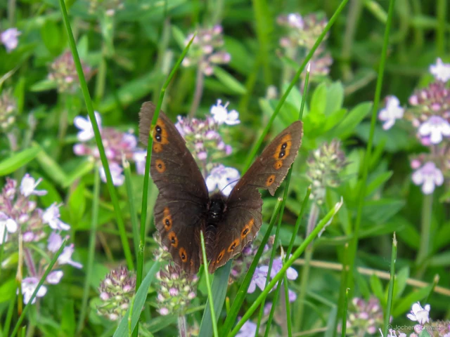 Erebia medusa - tavaszi szerecsenlepke