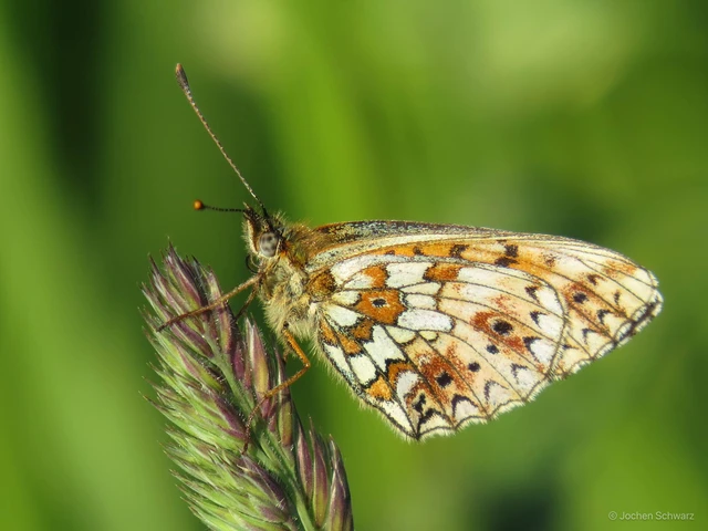 Boloria selene - fakó gyöngyházlepke