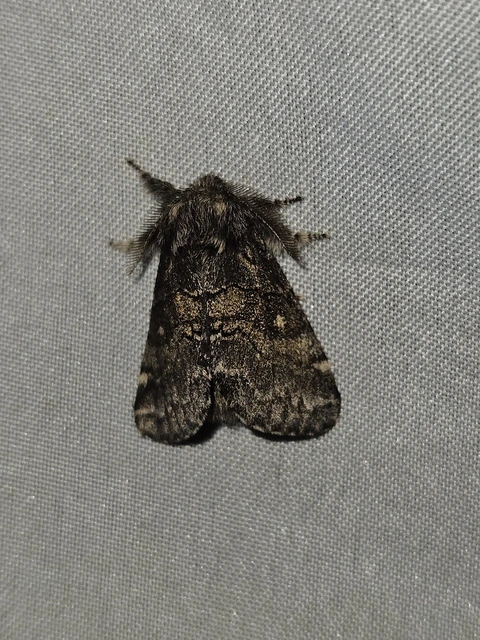 Gluphisia crenata - kormos púposszövő