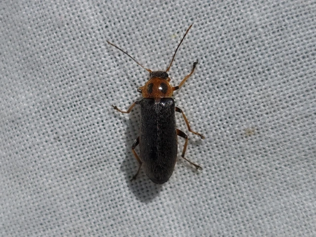 Osphya bipunctata - kétalakú komorka
