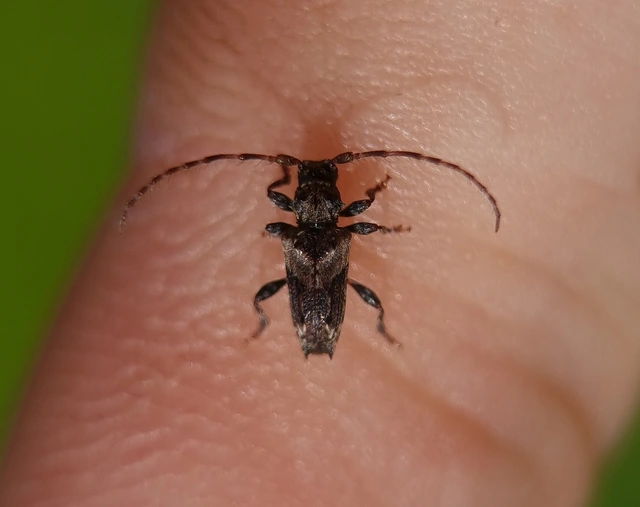 Pogonocherus hispidus - kéttövises ecsetcincér