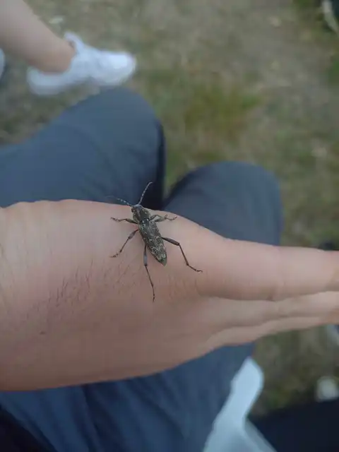Xylotrechus rusticus - egérszínű darázscincér