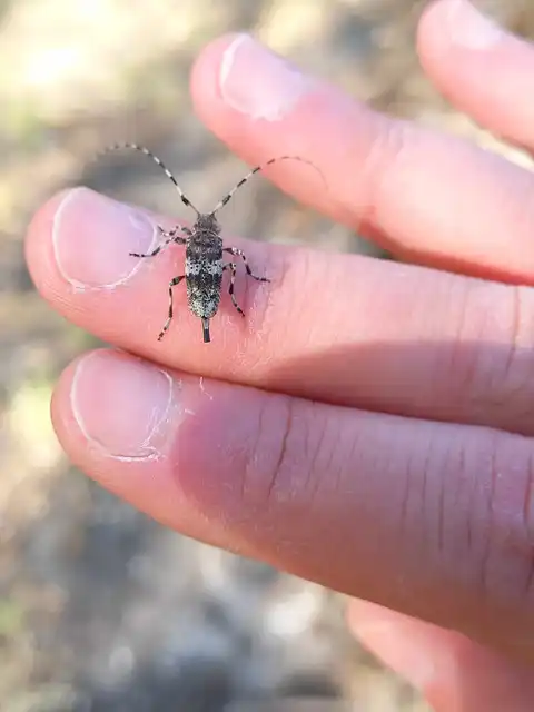 Leiopus nebulosus - öves gesztcincér