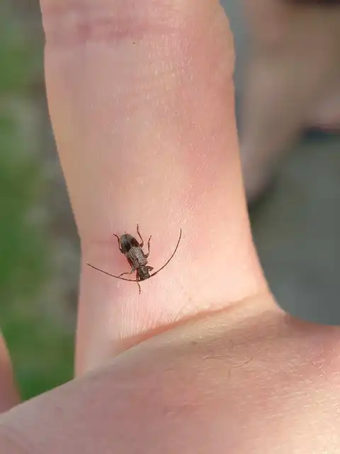 Exocentrus lusitanus - hársfa-rőzsecincér