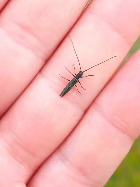 Theophilea subcylindricollis - hengeres szalmacincér Theophilea subcylindricollis - hengeres szalmacincér
