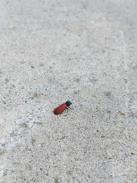 Bostrichus capucinus - piros csuklyásszú