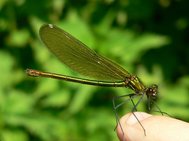 Calopteryx splendens - sávos szitakötő