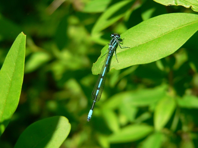 Coenagrion puella - azúrkék légivadász