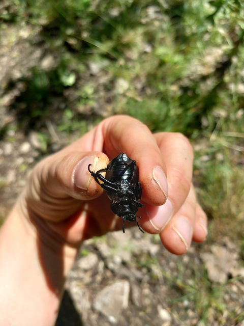 Gnaptor spinimanus - pohos gyászbogár
