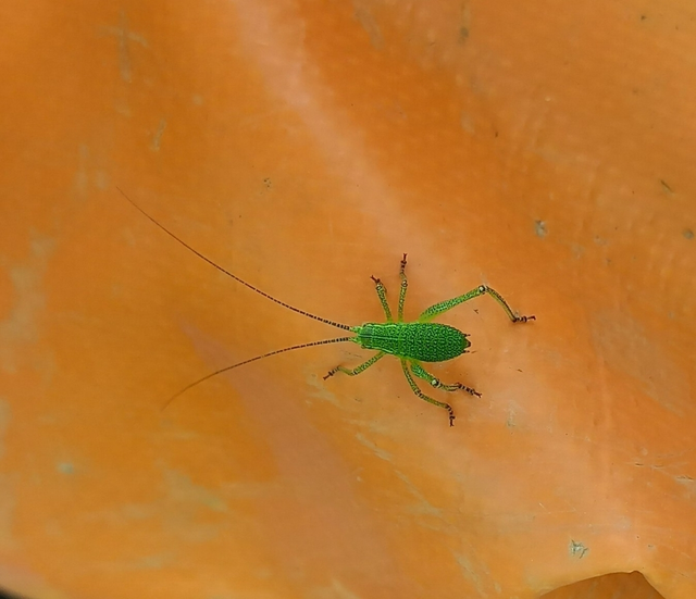Leptophyes punctatissima - rőthátú virágszöcske