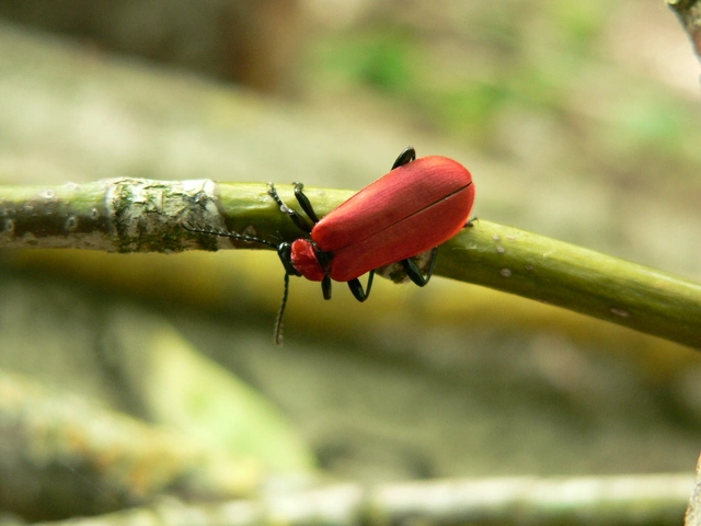 Pyrochroa coccinea - nagy bíborbogár