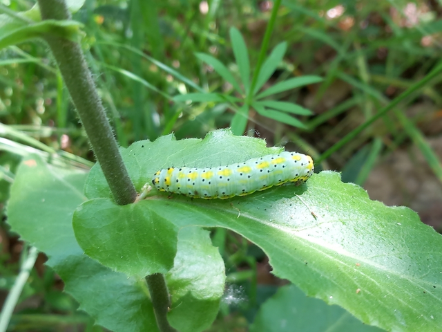 Diloba caeruleocephala - őszi kékesbagoly