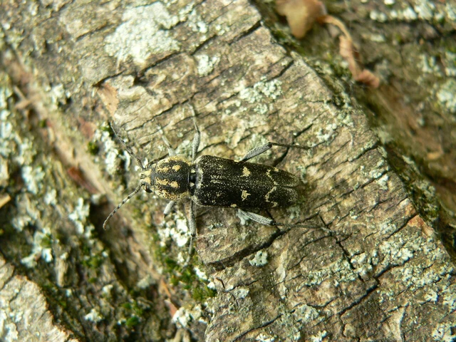 Xylotrechus rusticus - egérszínű darázscincér