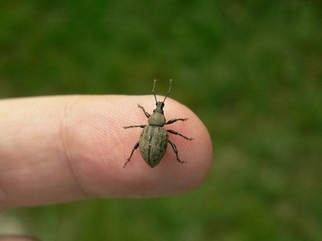 Otiorhynchus ligustici - vincellér-gyalogormányos