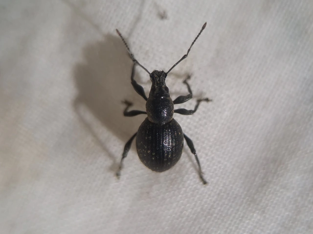 Otiorhynchus multipunctatus - sokpontos gyalogormányos