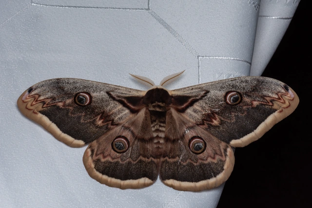 Saturnia pyri - nagy pávaszem